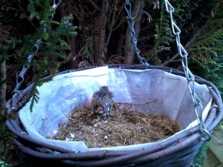 babyrobin