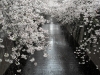 <SAMSUNG DIGITAL CAMERA>