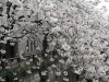<SAMSUNG DIGITAL CAMERA>