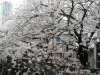 <SAMSUNG DIGITAL CAMERA>